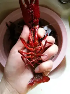 Make Spicy lobster step 0