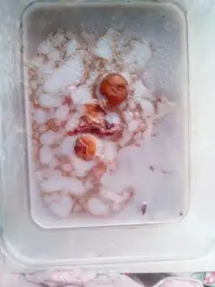 Make Pig hoof freeze step 10