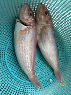 Make Fried Aral Sea Fish step 0