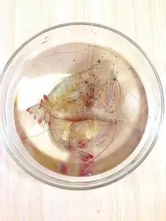 Make Emerald shrimp step 0