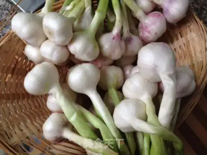 Make Sugar and garlic step 1