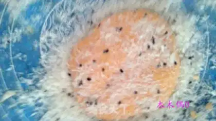 Make Pumpkin step 6