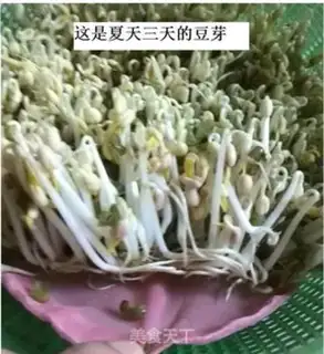 Make Auto green bean sprouts step 4