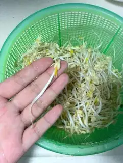Make Auto green bean sprouts step 5