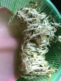 Make Auto green bean sprouts step 6