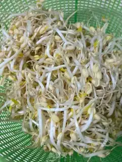 Make Auto green bean sprouts step 7