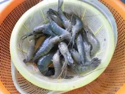 Make Shrimp step 0