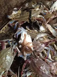 Make Steamed sea crabs step 0