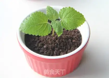 Make The yogurt plant step 4
