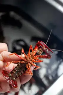 Make Wine, spicy lobster step 0