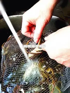 Make Fresh crabs step 1