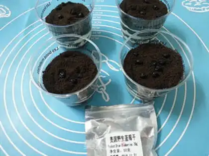 Make Blueberry drywood cake step 11