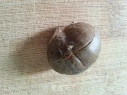 Make Steam chestnuts step 1