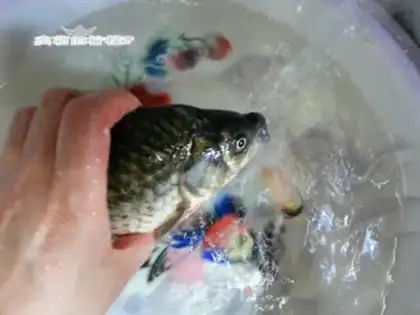Make Creamfish step 0