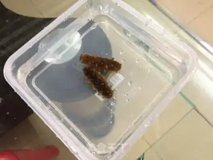 Make Sea cucumber step 0