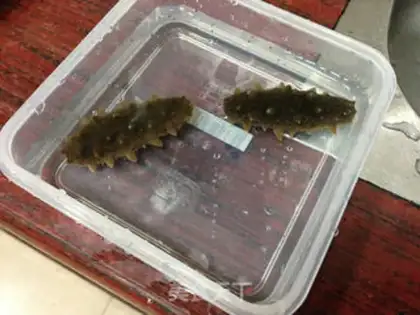 Make Sea cucumber step 2