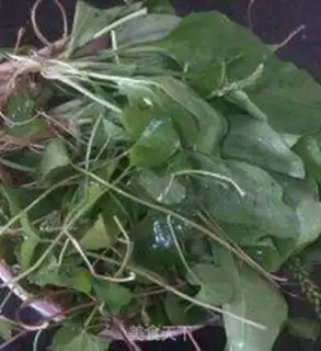 Make Snowgrass cane step 0
