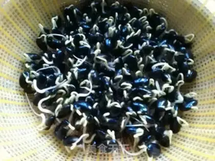 Make Homemade black bean sprouts step 8