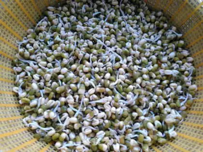 Make Homemade green bean buds step 6