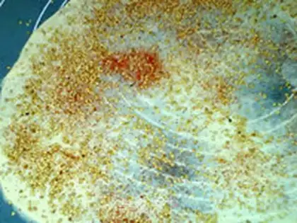Make Sesame chip step 9