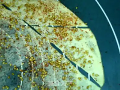 Make Sesame chip step 10