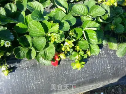 Make Ice cream strawberries step 0