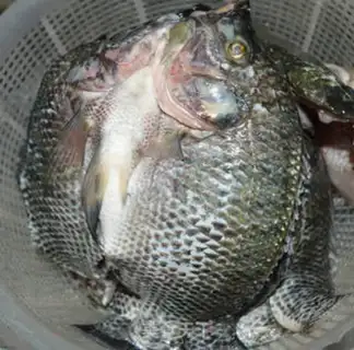 Make Fish step 1