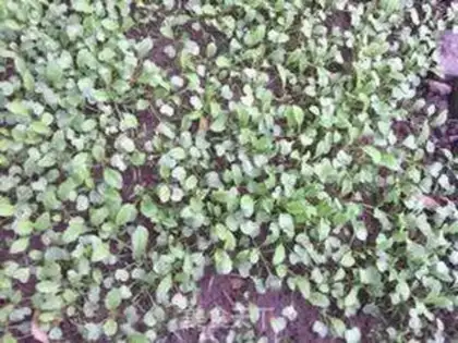 Make The radish salad step 0