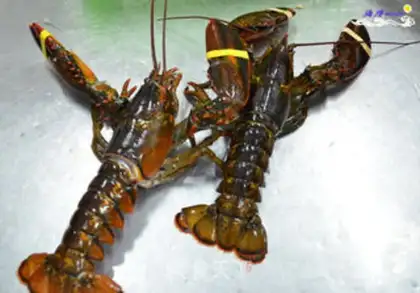 Make Buttered Boston lobster step 0