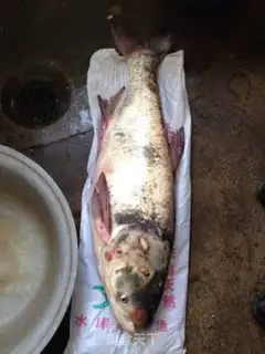 Make Northeast iron pan, big fish step 0