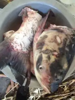 Make Northeast iron pan, big fish step 1