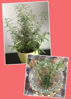 Make Rosemary step 1