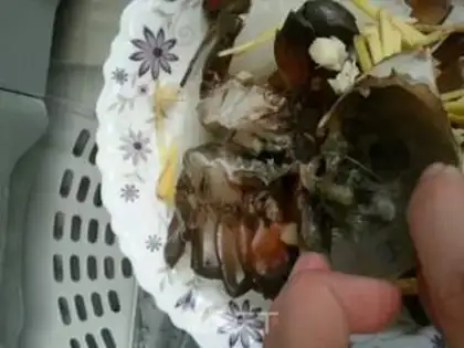 Make A fan crab step 0