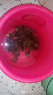 Make Spicy field snails step 0