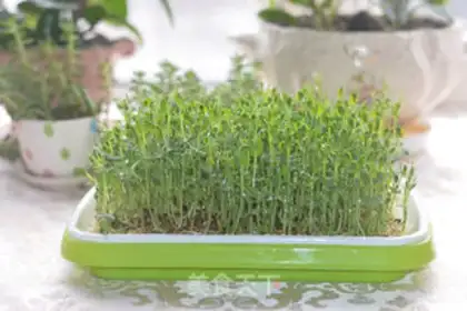 Make Peas seeded wood step 0