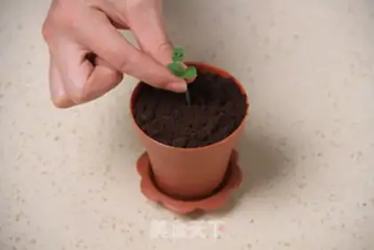 Make The plant step 12