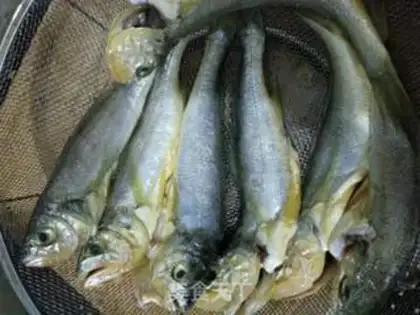 Make Squirty yellowfish step 1
