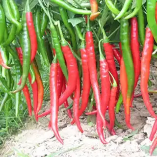 Make Spicy peanuts step 1