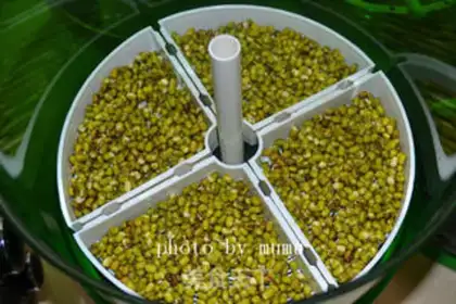 Make Bean sprouts step 1