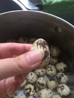 Make Five cedar quail eggs step 2