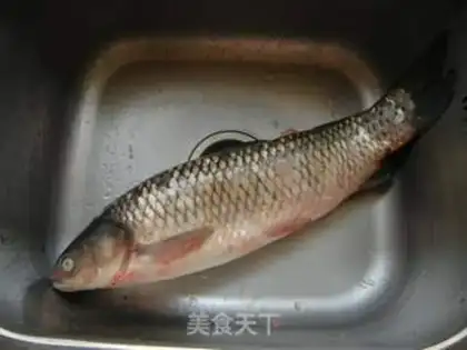 Make Cyanfish step 0