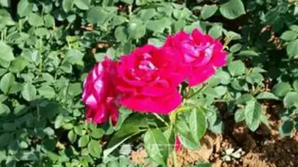 Make Rose candy step 1