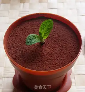 Make Tiramisu the plant step 5