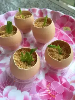 Make Shell egg pudding plant step 16