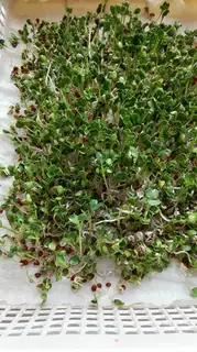Make The radish sprouts step 5