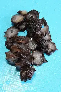 Make A sea cucumber step 1