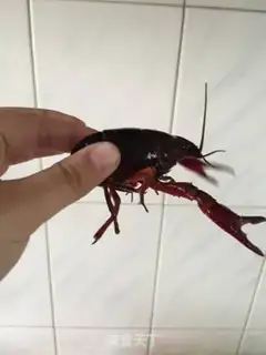 Make Thirteen fragrance lobster step 0