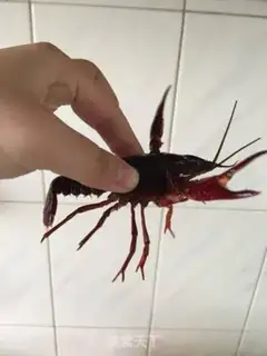 Make Thirteen fragrance lobster step 2