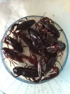 Make Thirteen fragrance lobster step 3