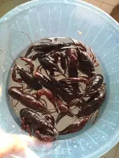 Make Thirteen fragrance lobster step 4